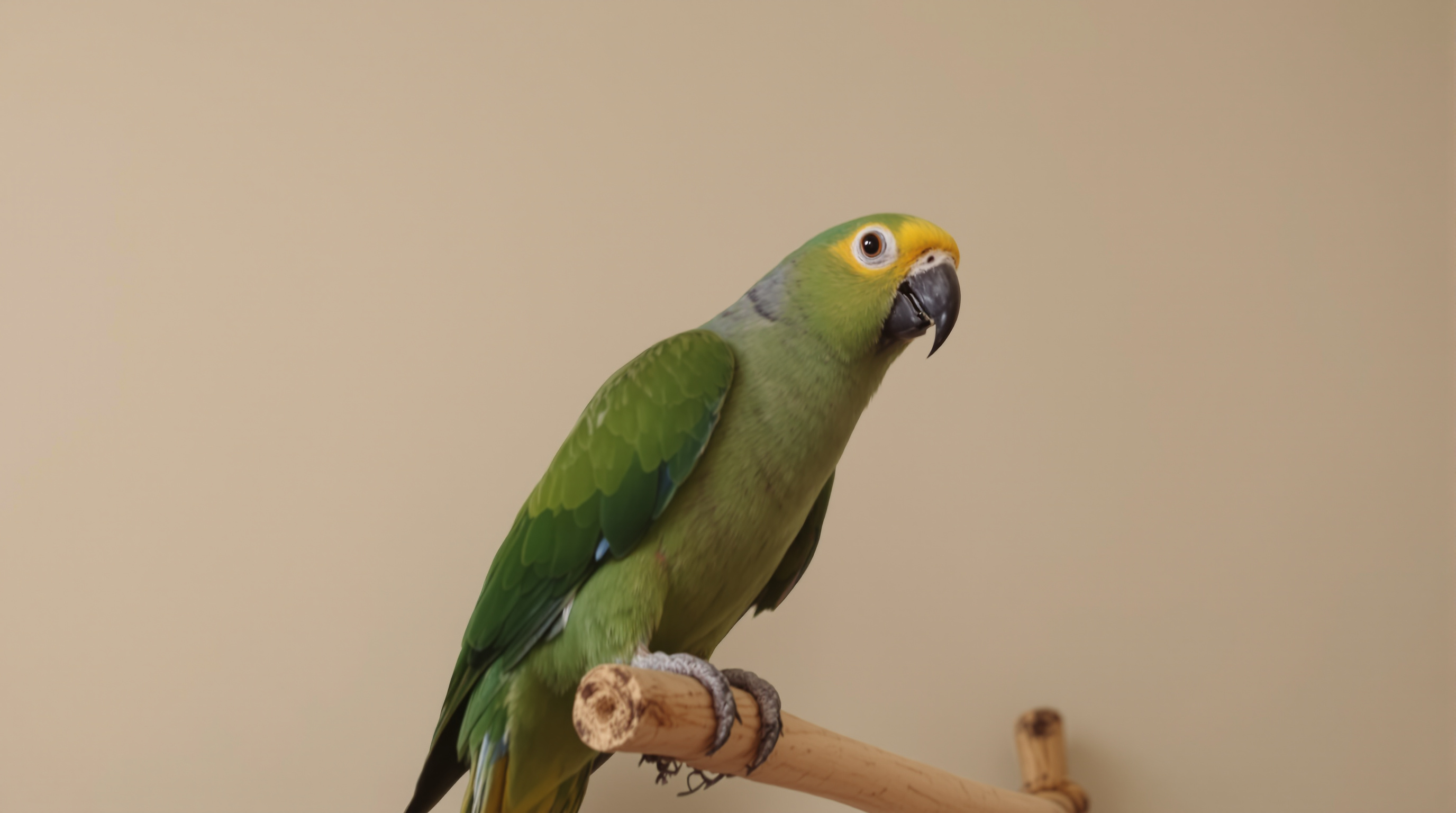 Lolita el loro amazónico